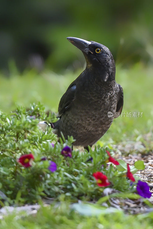 花衣魔笛手(graculina Strepera)